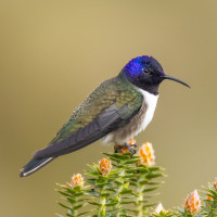 Ecuadorian Hillstar
